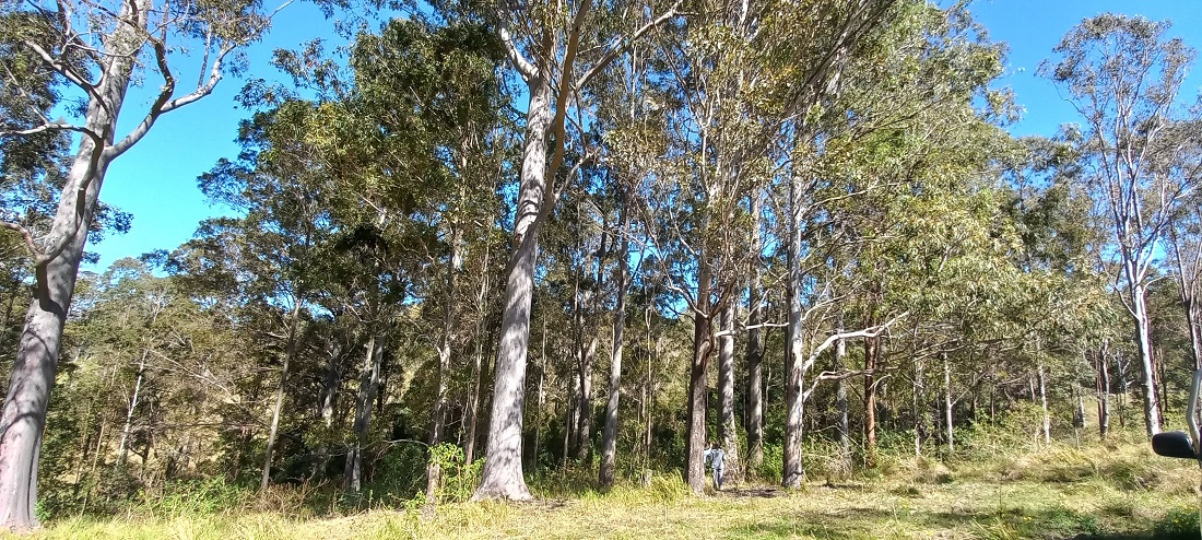 environmental reporting northern nsw