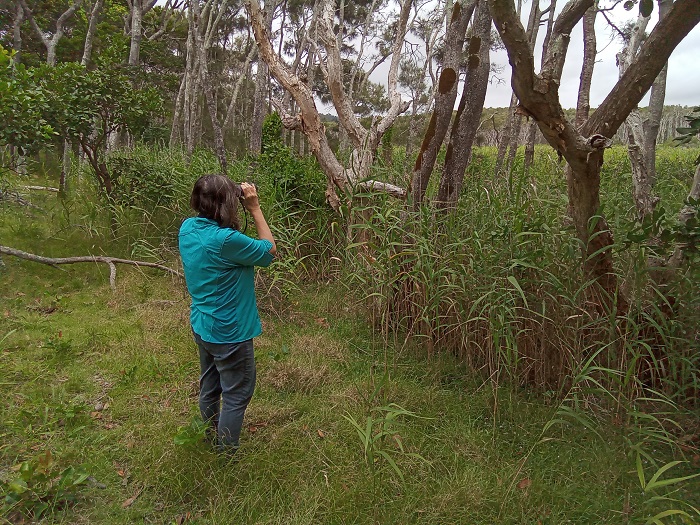 koala conservation