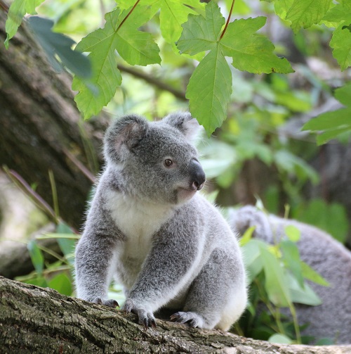 koala conservation